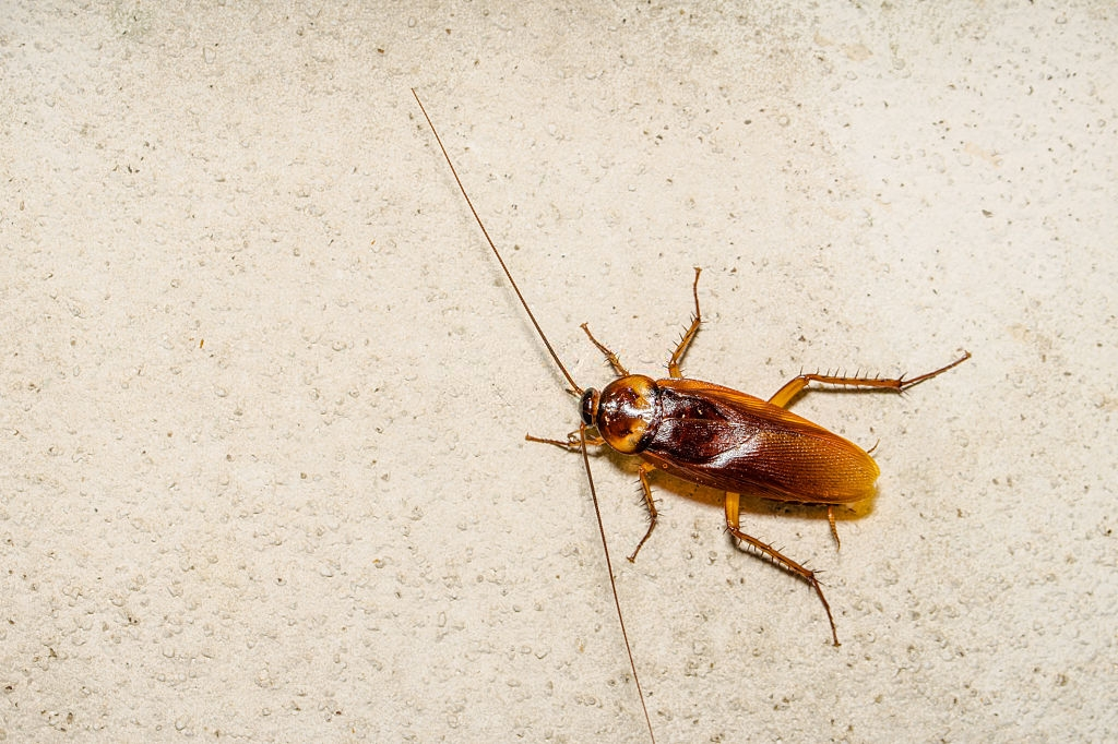 Cockroach Control, Pest Control in Mitcham, Mitcham Common, Pollards Hill, CR4. Call Now 020 8166 9746