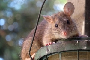 Rat Control, Pest Control in Mitcham, Mitcham Common, Pollards Hill, CR4. Call Now 020 8166 9746