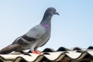 Pigeon Control, Pest Control in Mitcham, Mitcham Common, Pollards Hill, CR4. Call Now 020 8166 9746