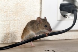 Mice Control, Pest Control in Mitcham, Mitcham Common, Pollards Hill, CR4. Call Now 020 8166 9746