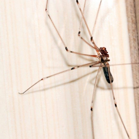 Spiders, Pest Control in Mitcham, Mitcham Common, Pollards Hill, CR4. Call Now! 020 8166 9746